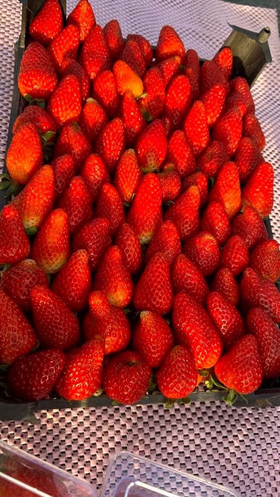 توت‌فرنگی