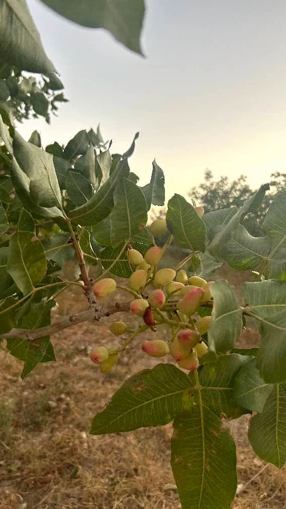 Pistachio 